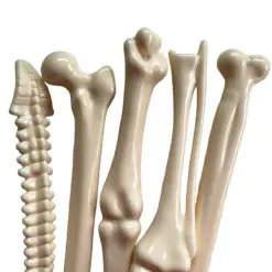 bone pen 5pc